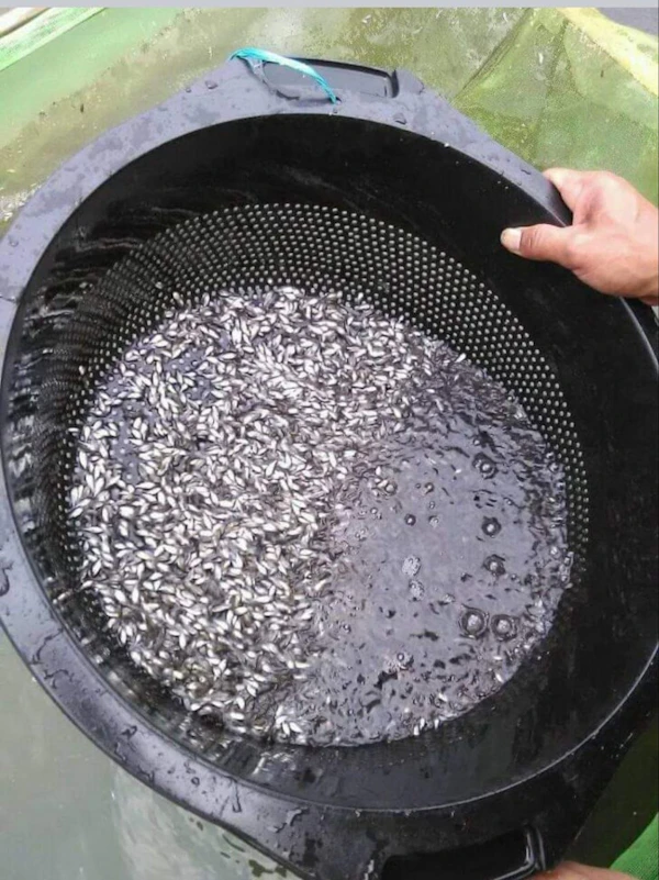 Ikan Nila Konsumsi