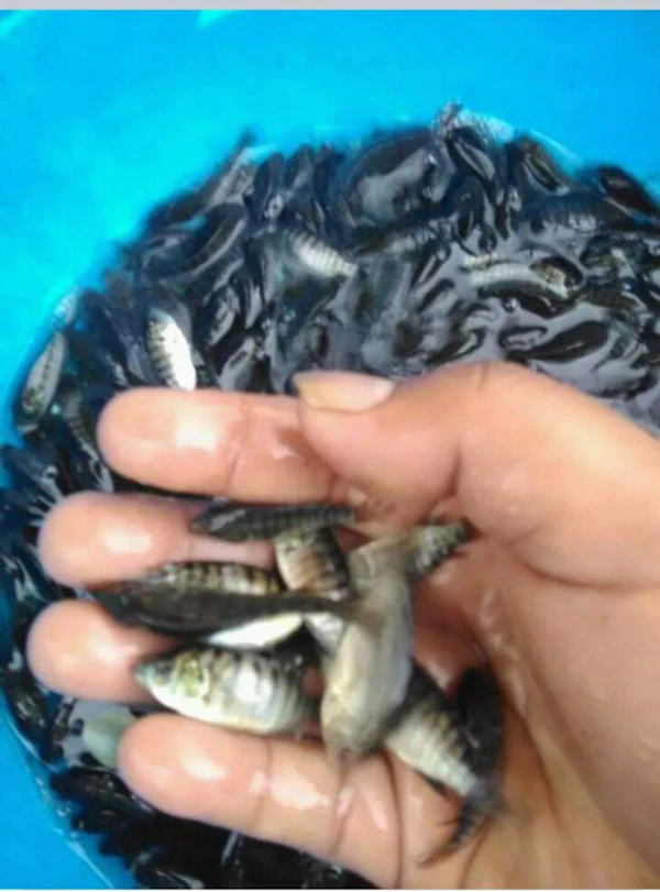 Ikan Nila Hitam