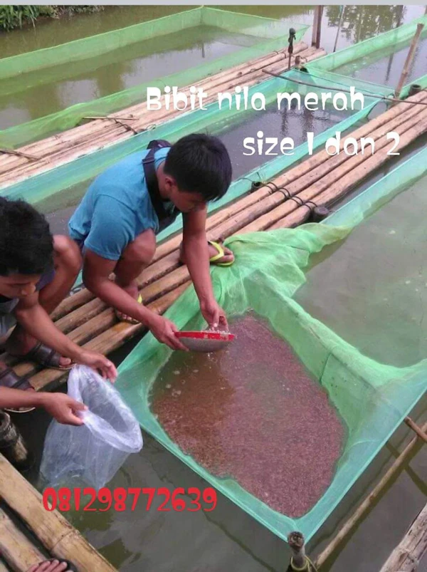 Bibit Nila Merah